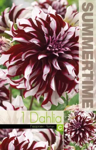 dekorativ-dahlia-tartan-1st-1