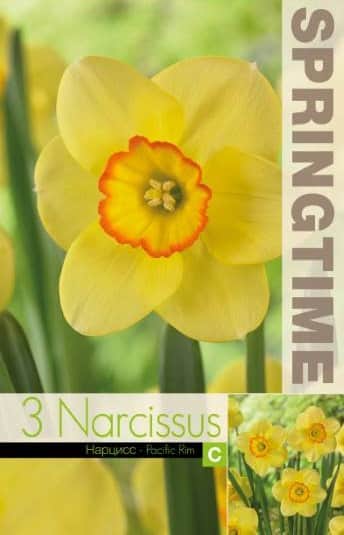trumpetnarciss-pacific-rim-5st-2