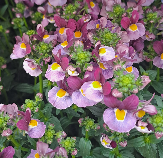 nemesia-purple-bicolor-105cm-kruka-1