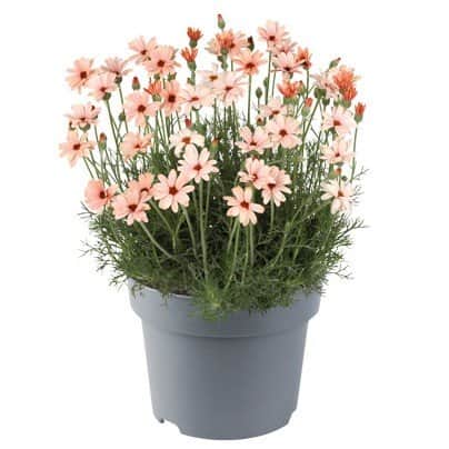 atlaskrage-zagora-orange-105cm-kruka-1