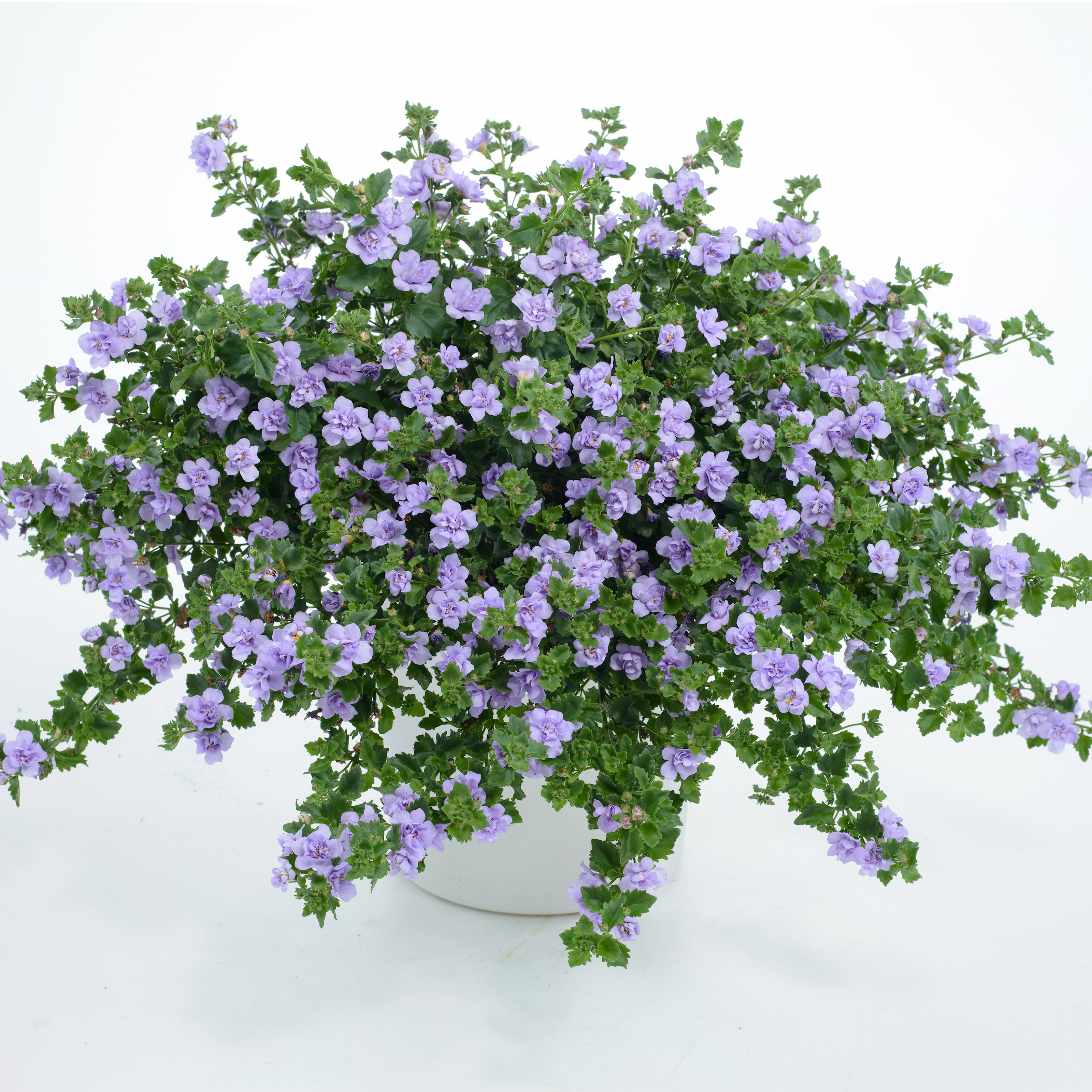 snflinga-scopia-double-lavender-105cm-kruka-1
