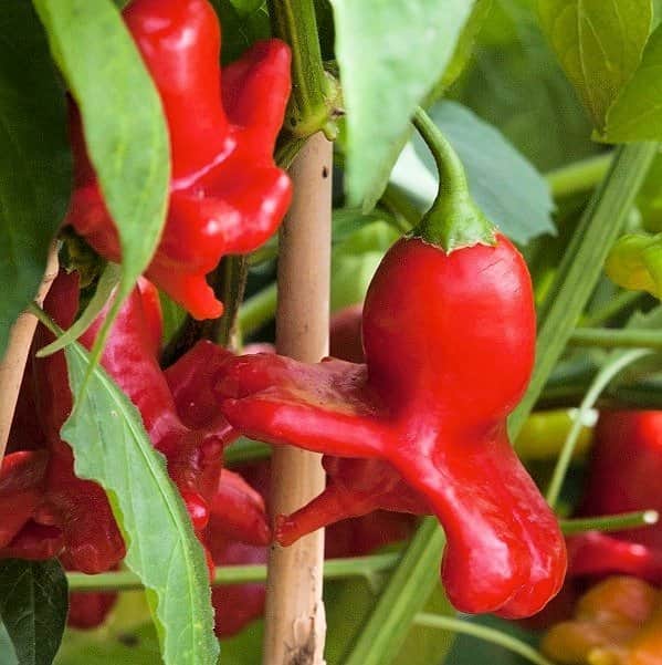 chili-jamaican-bell-115cm-kruka-1
