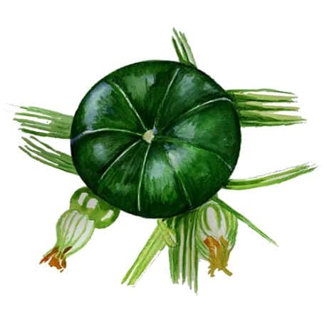 sommarsquash-zaphito-svenskodlat-fr-1