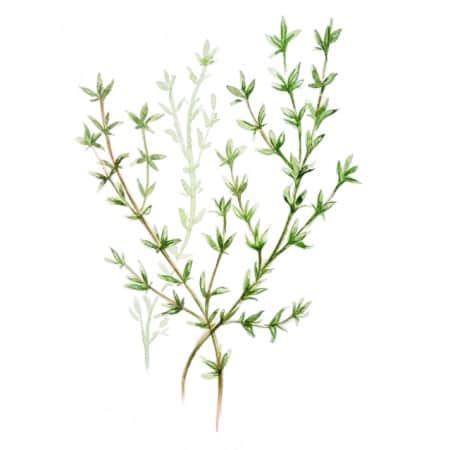 timjan-german-winter-1