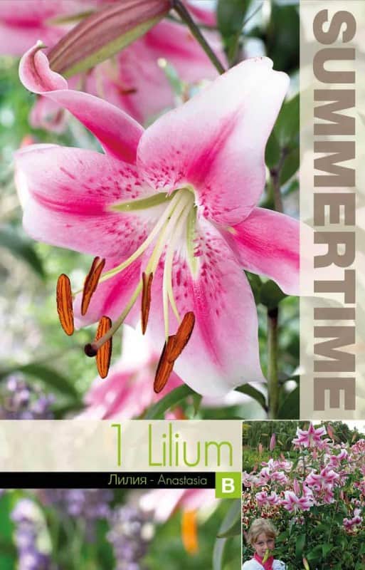 lilja-anastasia-1st-2