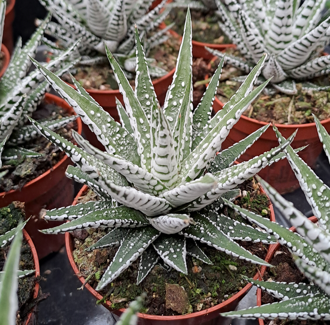 haworthia-alba-85cm-kruka-1