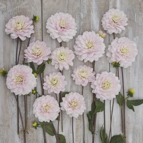 dekorativ-dahlia-silver-years-1st-1