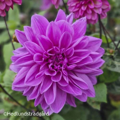 dekorativ-dahlia-lilac-time-1st-1