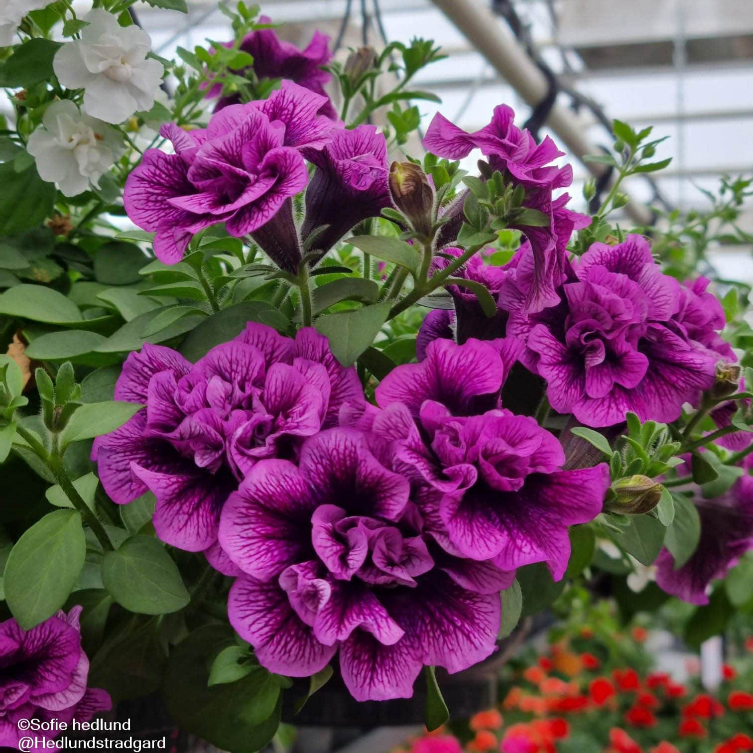 petunia-sugar-plum-105cm-kruka-1