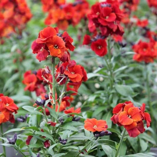 gyllenlack-winter-flame-12cm-kruka-1