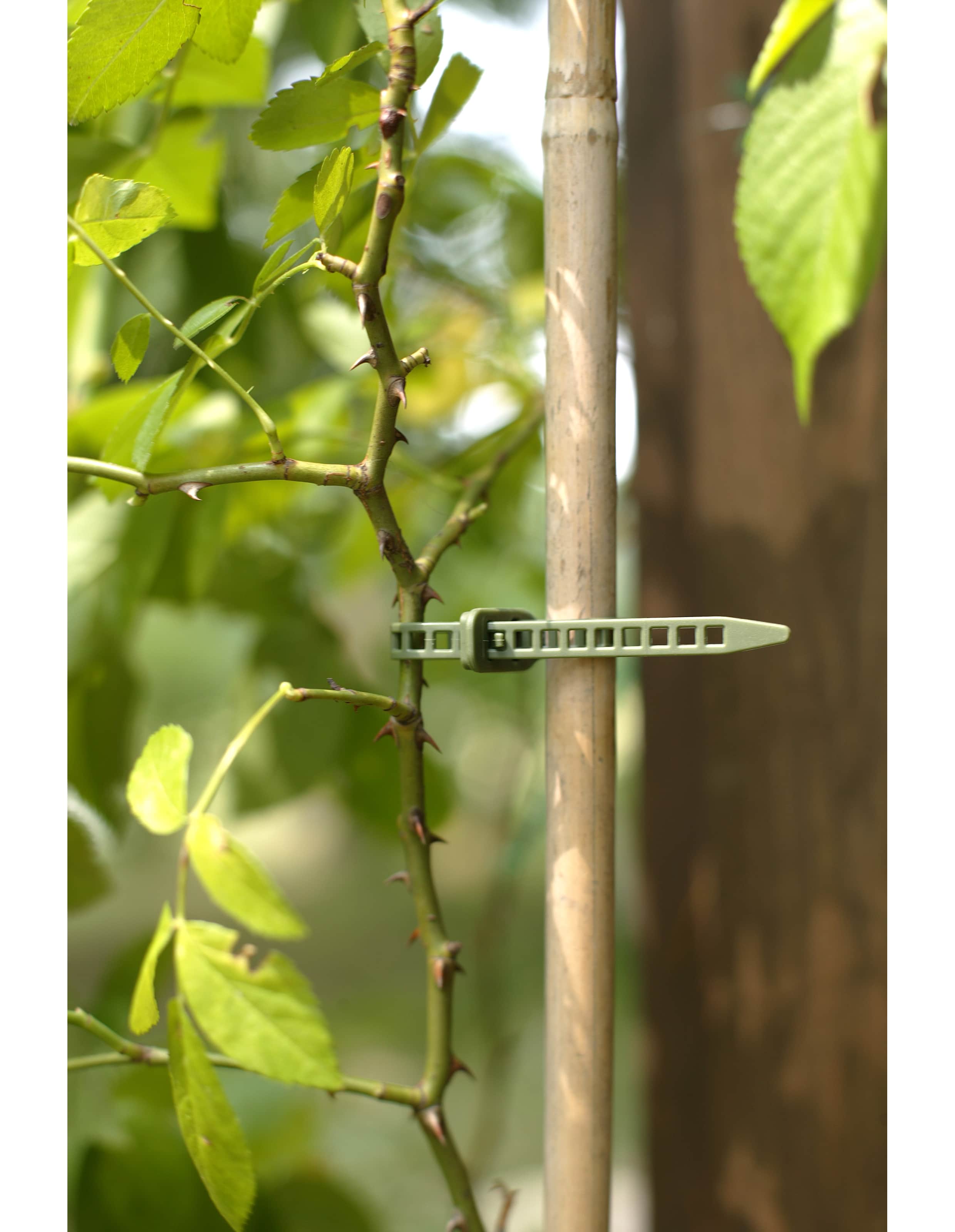 bindtrd-treefix-m-10-p-3