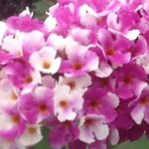 syrenbuddleja-berries-cream-3-35-l-1