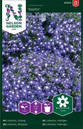 lobelia-hng-saphir-1