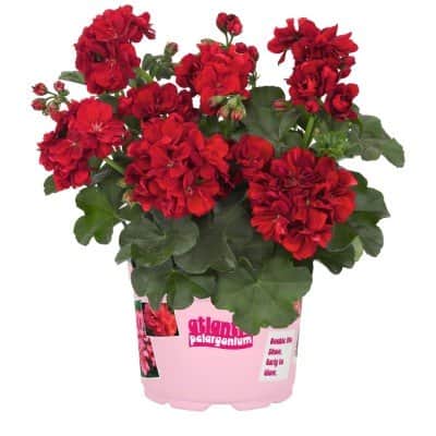hngpelargon-atlantic-dark-red-3st-sticklingar-1