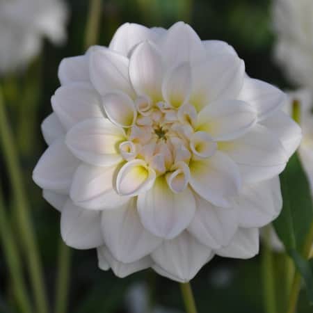 dekorativ-dahlia-silver-antique-1st-1