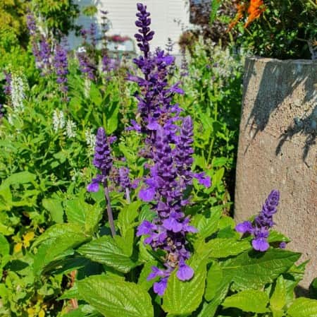 daggsalvia-mysty-blue-105cm-kruka-1