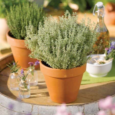 citrontimjan-silver-queen-12cm-kruka-1