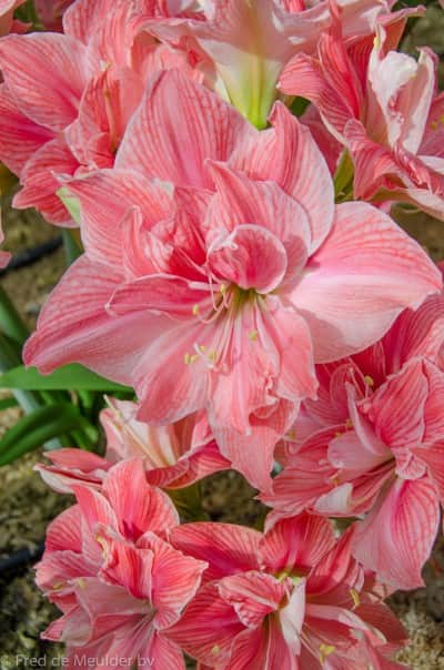 amaryllis-sweet-nymph-1st-1