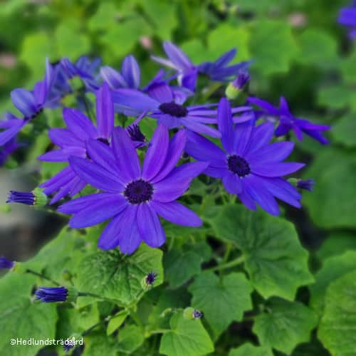 cineraria-senetti-super-blue-12cm-kruka-1