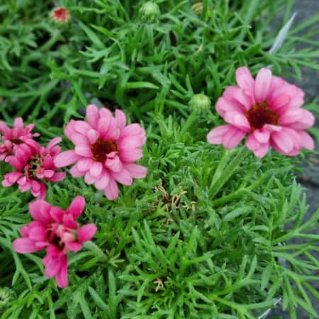 atlaskrage-zagora-pink-105cm-kruka-2