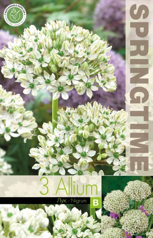 allium-svartlk-nigrum-3st-1