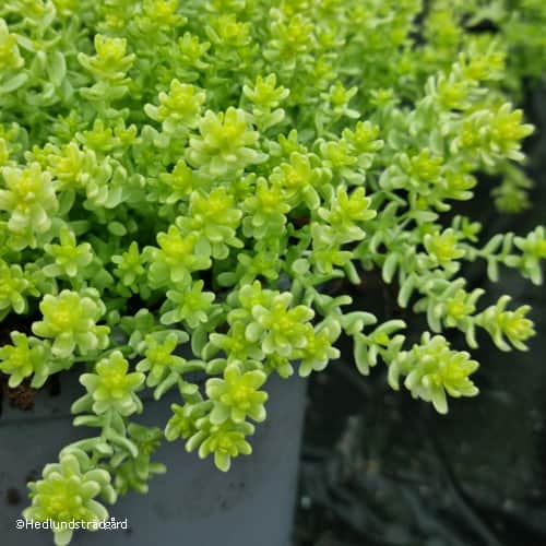 gul-fetknopp-sedum-aurea-12cm-kruka-1