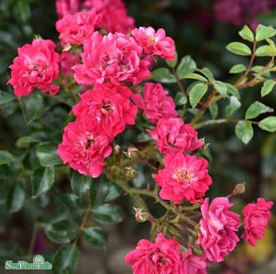 polyantharos-red-fairy-5-pack-barrot-1