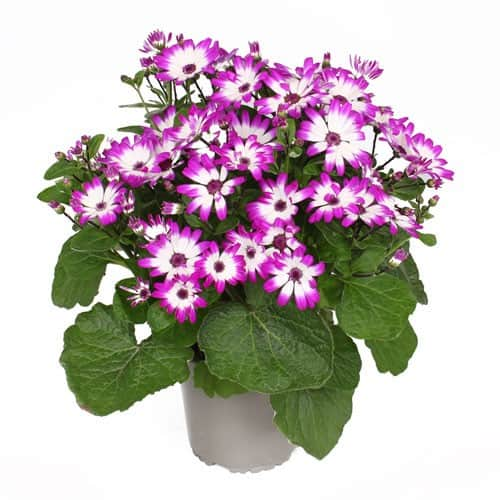 cineraria-pop-purple-white-12cm-kruka-1