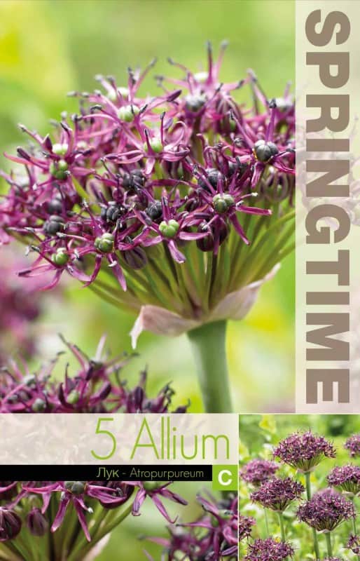 allium-vinlk-atropurpureum-5st-1
