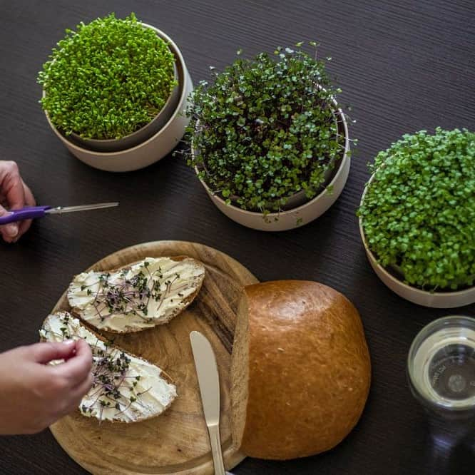 microgreen-ivory-4