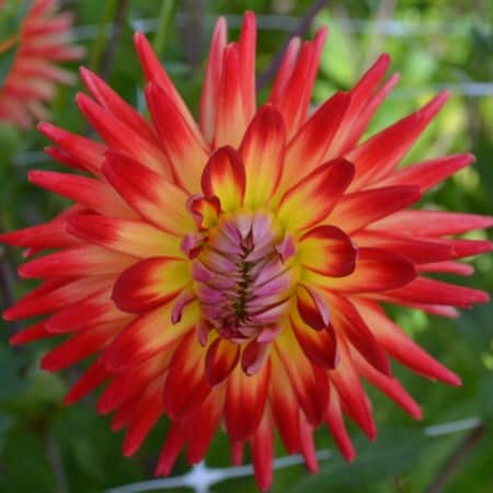 dekorativ-dahlia-esli-1st-1