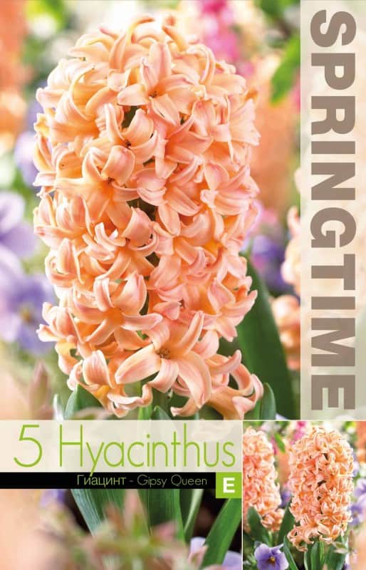 hyacint-gipsy-queen-5st-1