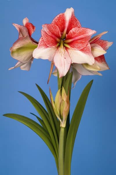 amaryllis-grandise-fantasy-1st-1