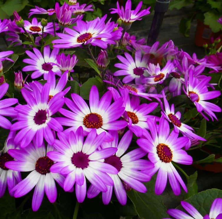 cineraria-senetti-violet-bicolor-105-cm-kruka-1