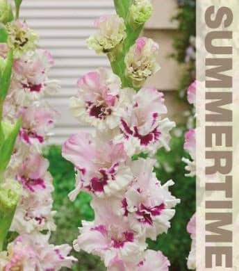 gladiolus-dreamy-creamy-7st-2