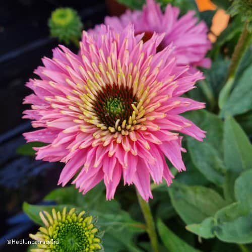 rudbeckia-bolero-pink---3-plantor-1