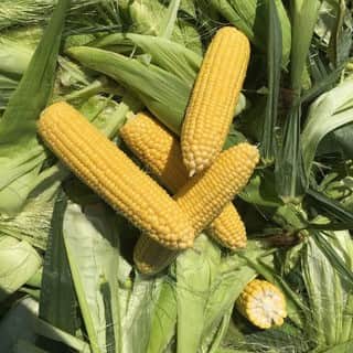 sockermajs-honey-sweet-f1-fr-1