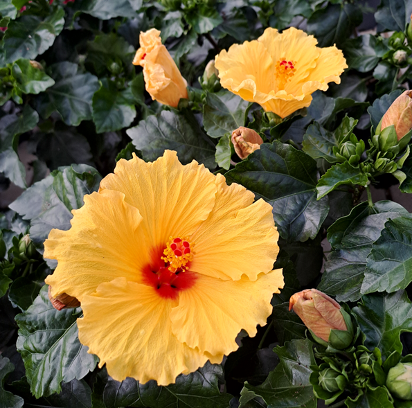 hibiscus-sunny-lucca-13cm-kruka-1