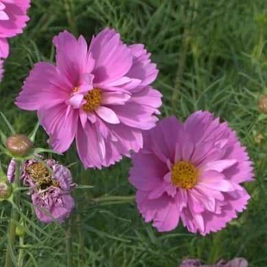 rosenskra-fizzy-pink-105cm-kruka-1