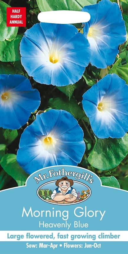 blomman-fr-dagen-heavenly-blue-1
