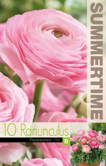 ranunkel-pink-10st-3