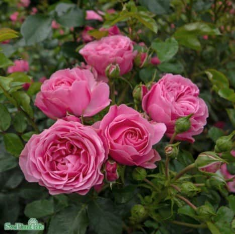 floribundaros-leonardo-da-vinci-1-pack-barrot-1