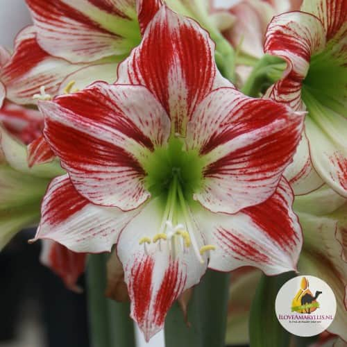 amaryllis-ambiance-1st-1