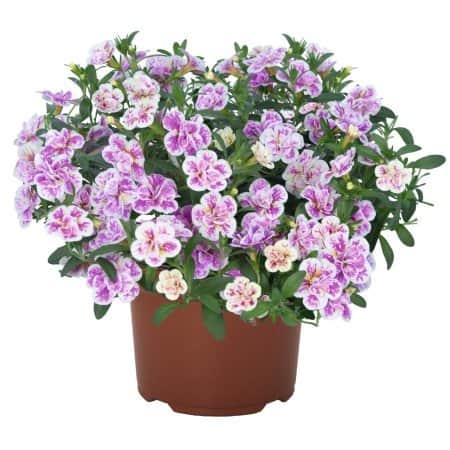 minipetunia-aloha-kona-pink-blush---3-plantor-1