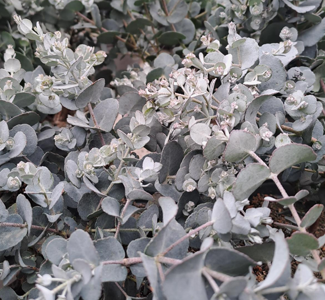 eukalyptus-12cm-kruka-1