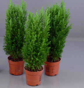 jul-en-delcypress-ellwoodii-105cm-kruka-1