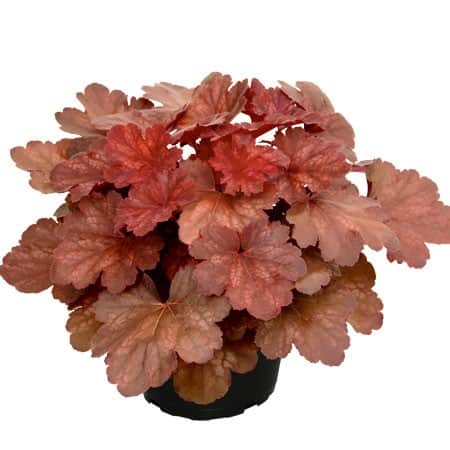 alunrot-cherry-cola-12cm-kruka-1