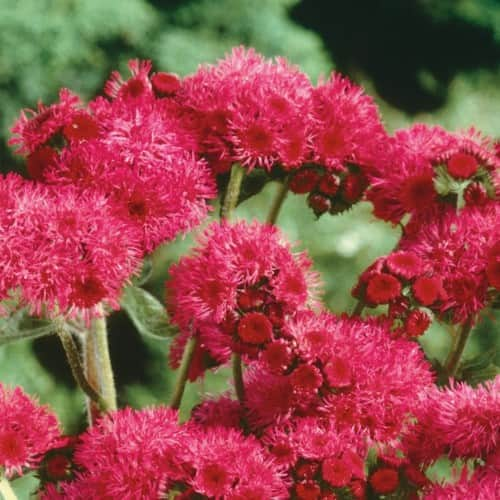 ageratum-red-sea-3