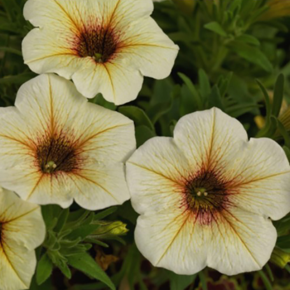 petunia-beautical-french-vanilla-105cm-kruka-1