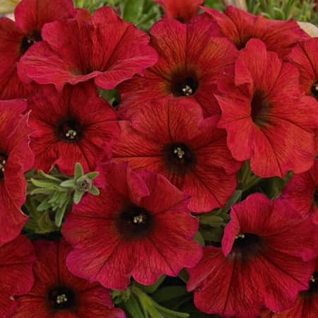 petunia-beautical-bordeux-105cm-kruka-1